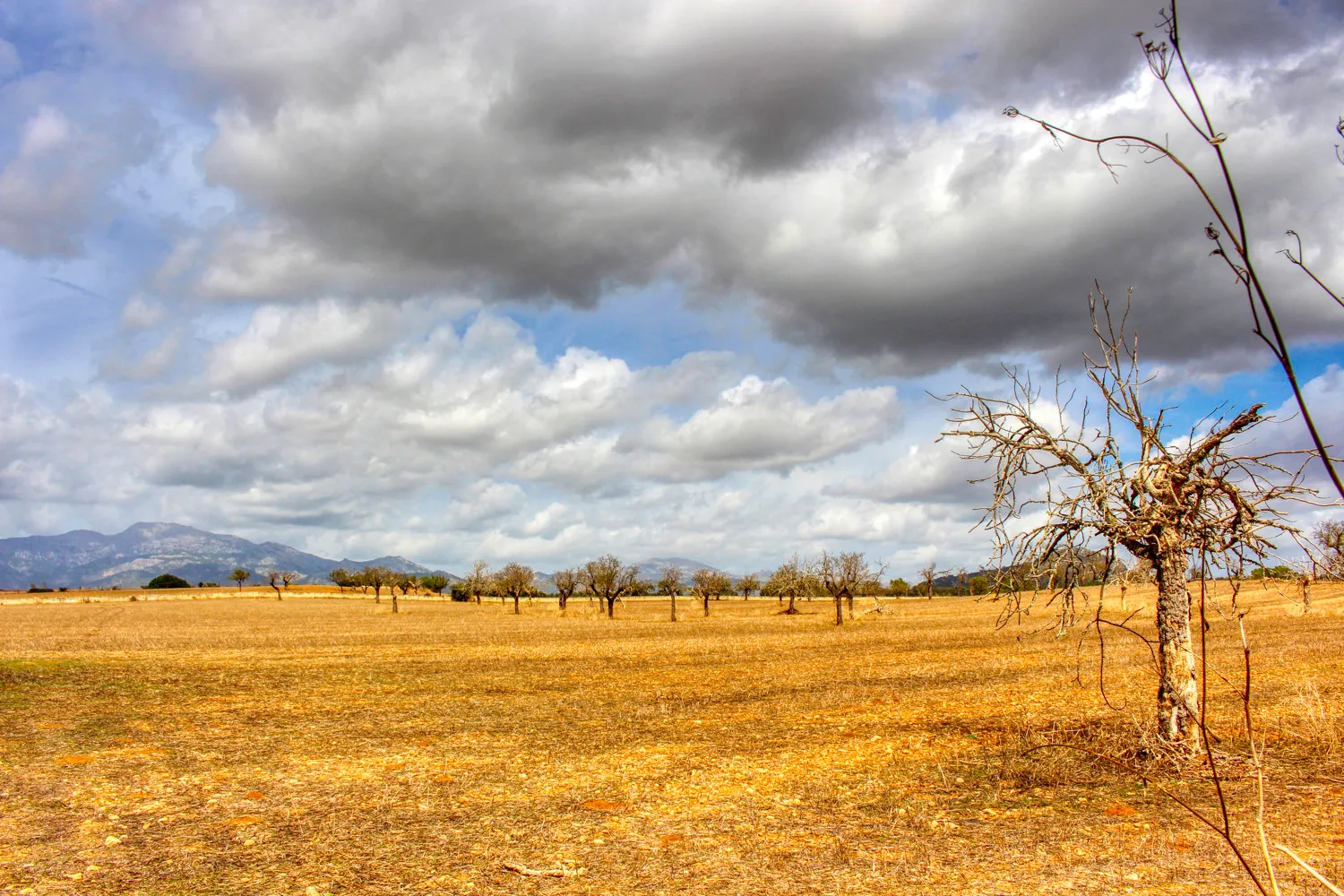 En-venta-gran-finca-en-zona-muy-tranquila-cerca-de-Costitx-Inca