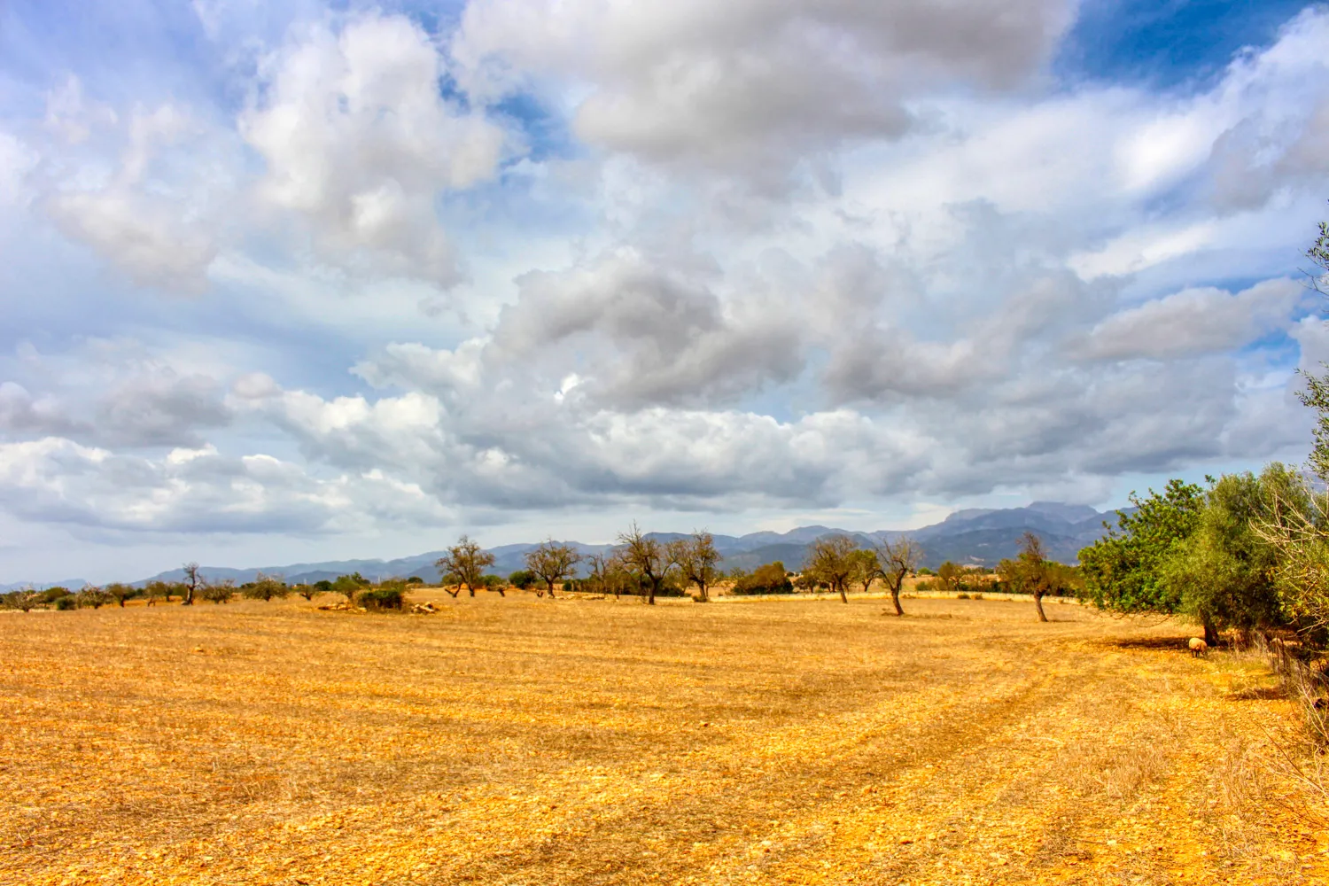 En-venta-gran-finca-en-zona-muy-tranquila-cerca-de-Costitx-Inca