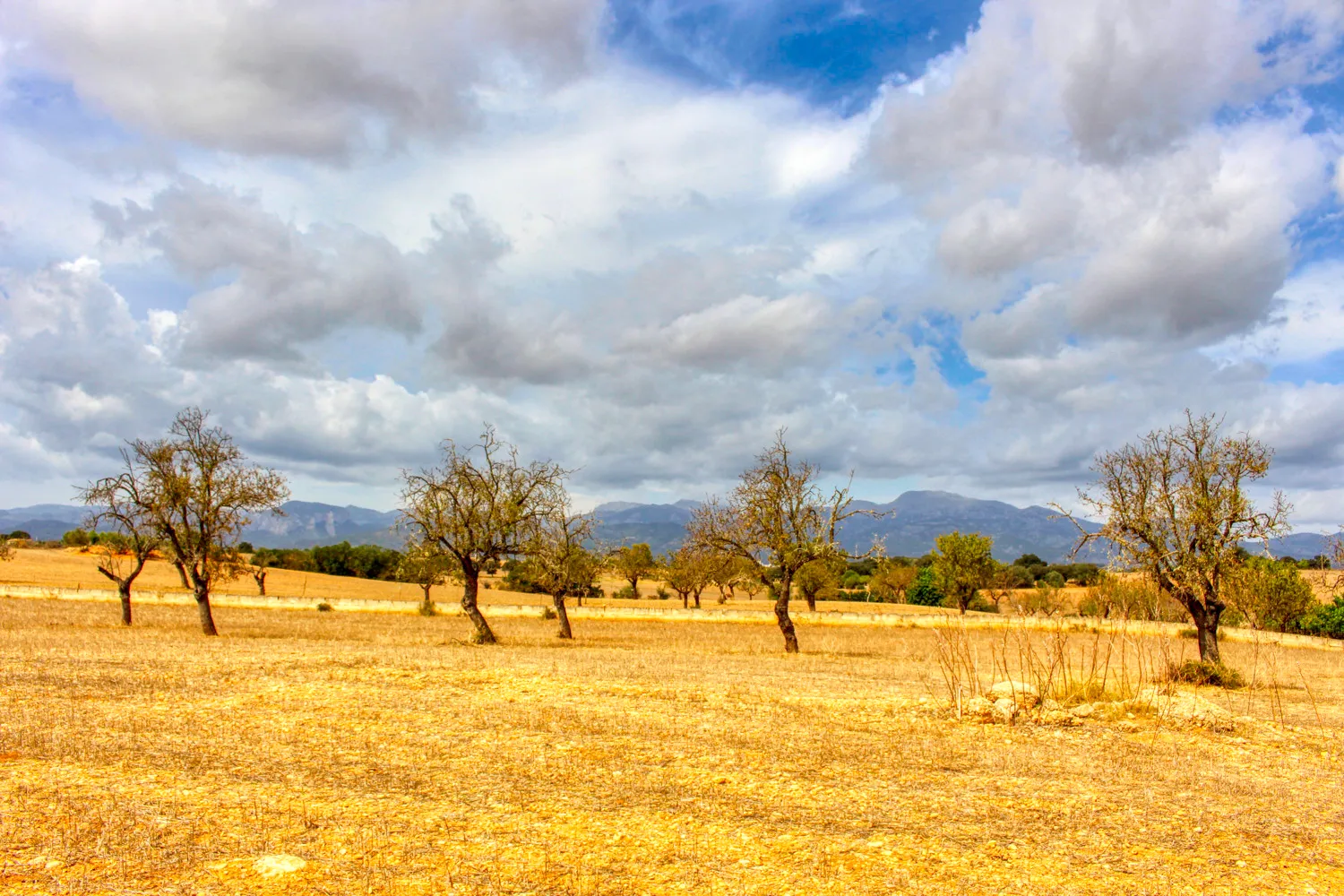 En-venta-gran-finca-en-zona-muy-tranquila-cerca-de-Costitx-Inca