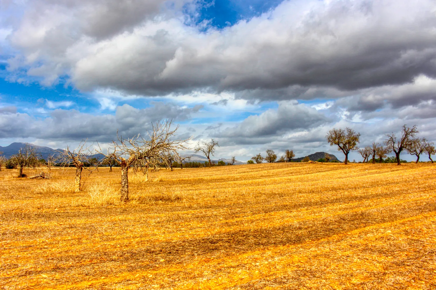 En-venta-gran-finca-en-zona-muy-tranquila-cerca-de-Costitx-Inca