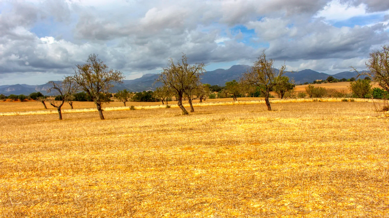 En-venta-gran-finca-en-zona-muy-tranquila-cerca-de-Costitx-Inca