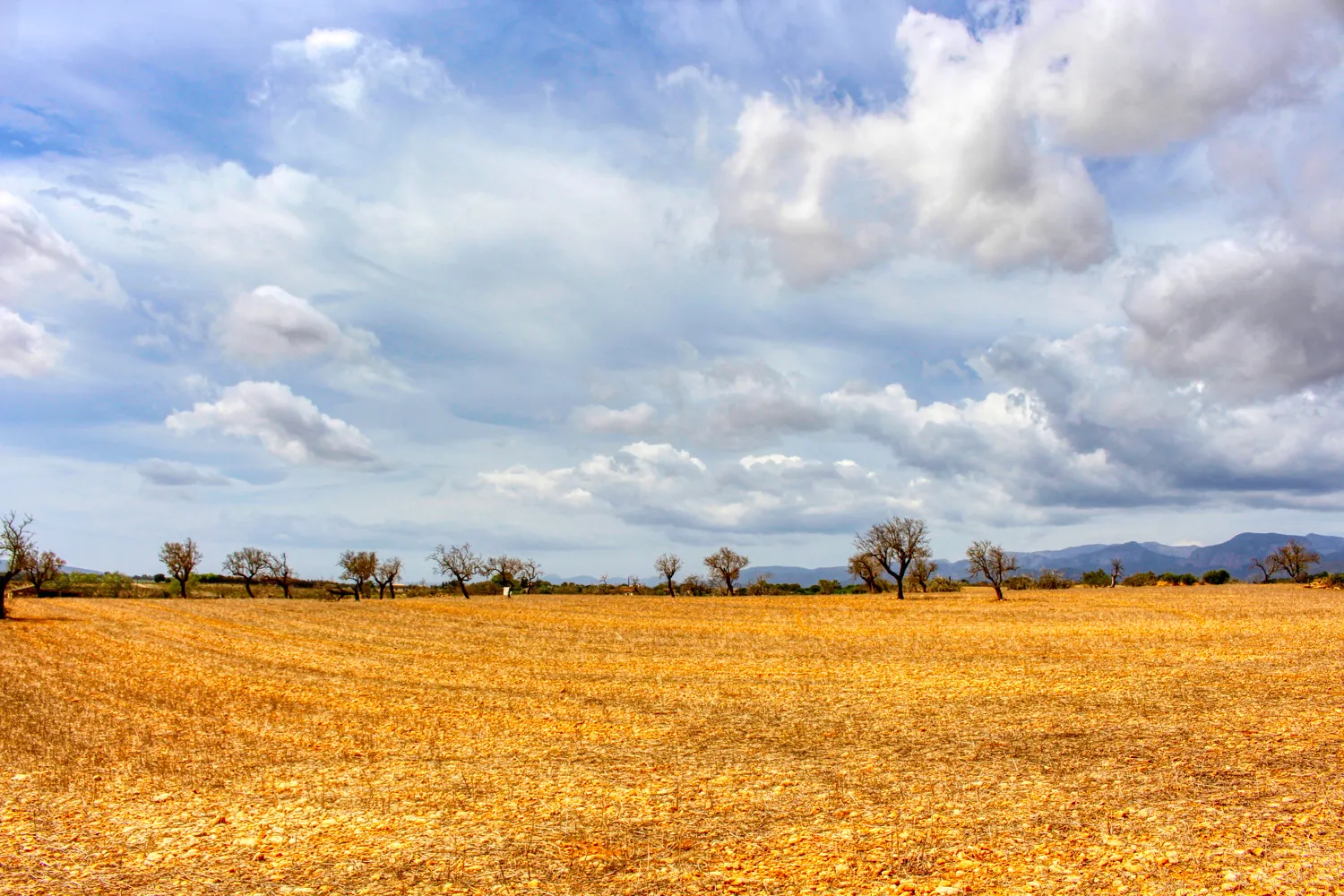 En-venta-gran-finca-en-zona-muy-tranquila-cerca-de-Costitx-Inca