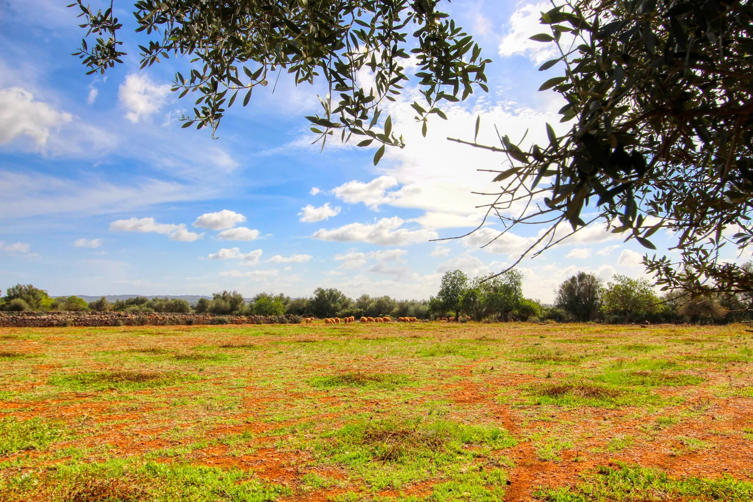 En-venta-fantástica-finca-en-zona-muy-tranquila-cerca-de-Costitx-Inca