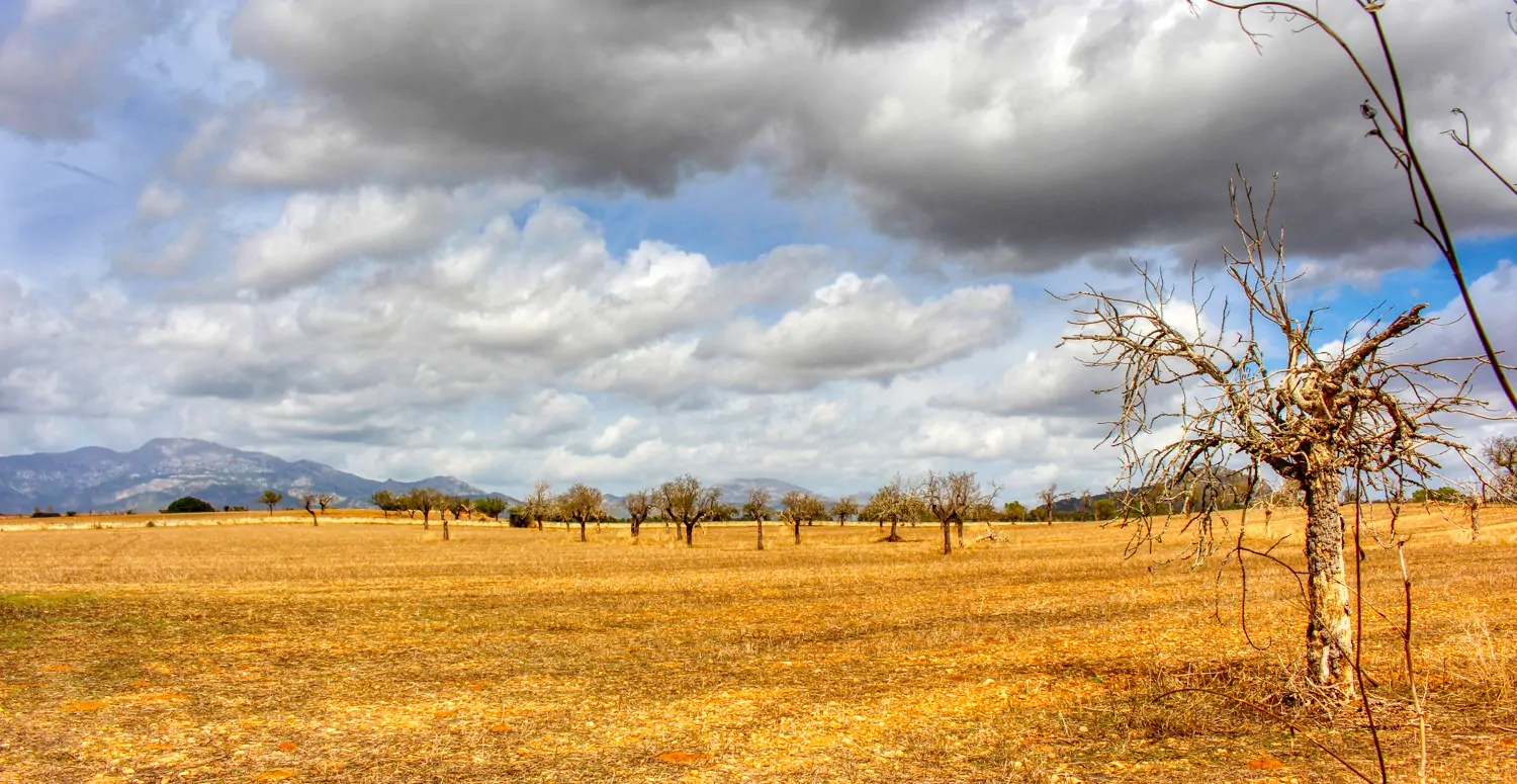 Zu-verkaufen-fantastische-Finca-in-sehr-ruhiger-Lage-bei-Costitx-Inca