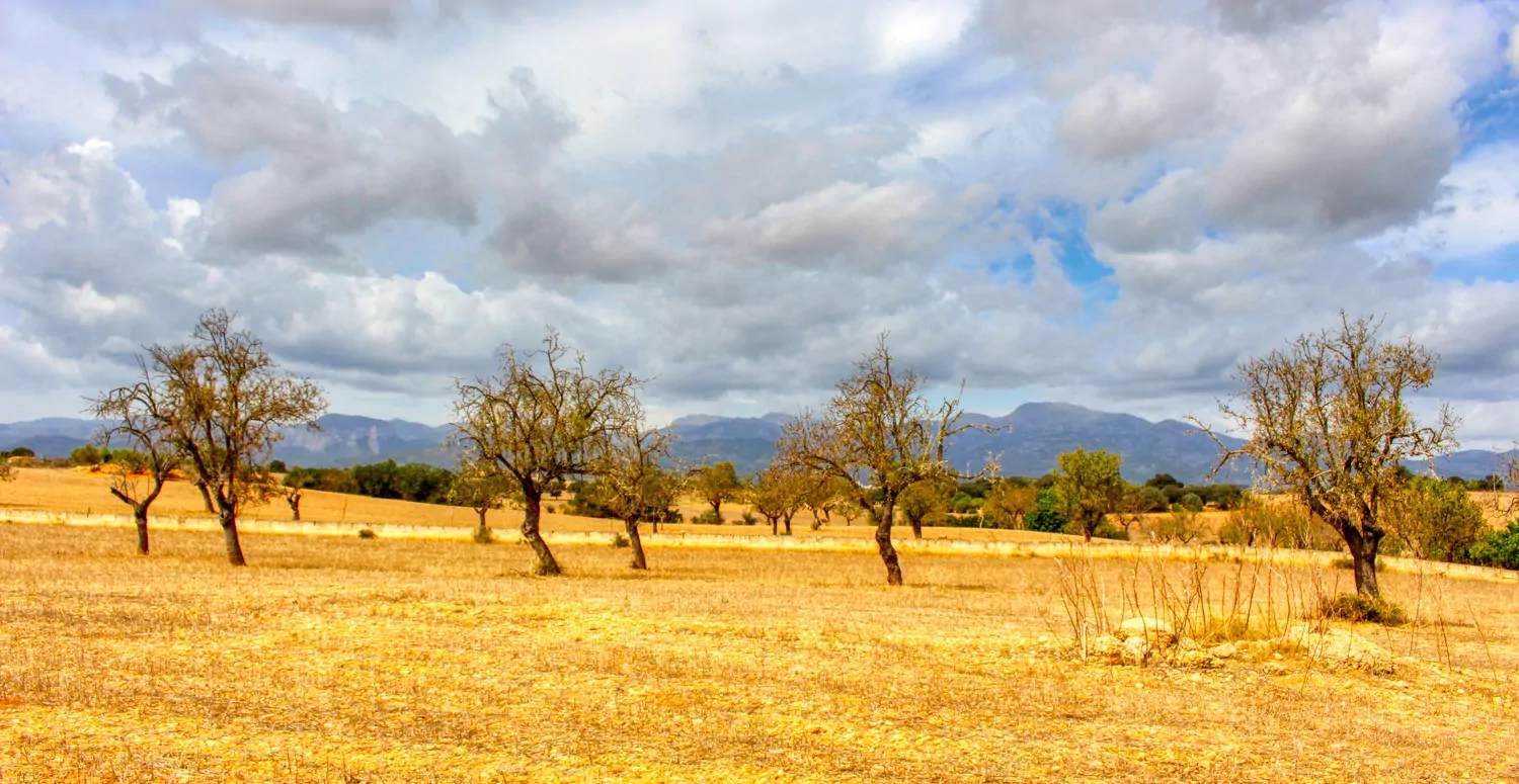 Zu-verkaufen-fantastische-Finca-in-sehr-ruhiger-Lage-bei-Costitx-Inca