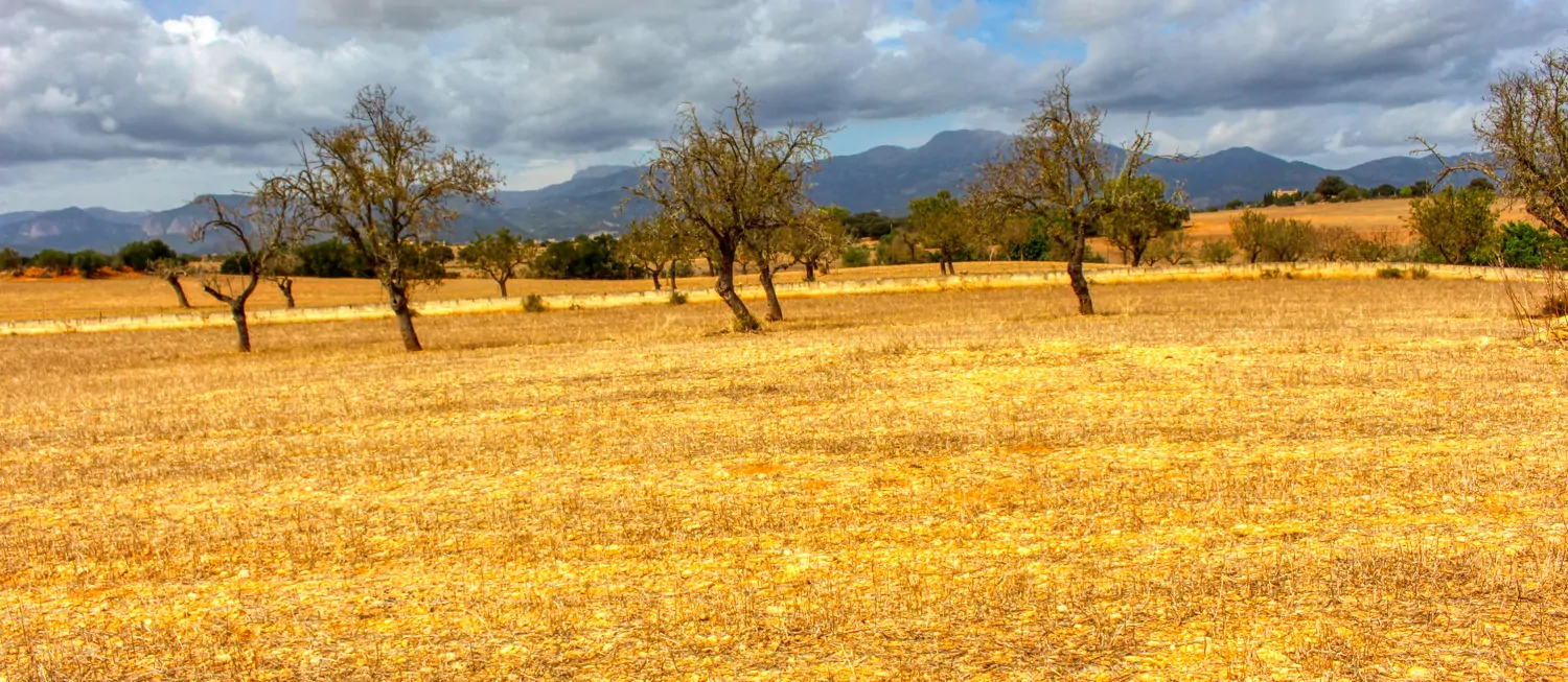 Zu-verkaufen-fantastische-Finca-in-sehr-ruhiger-Lage-bei-Costitx-Inca