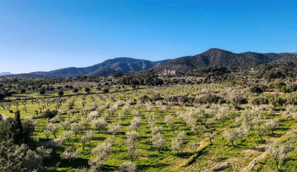 Finca-Alaró