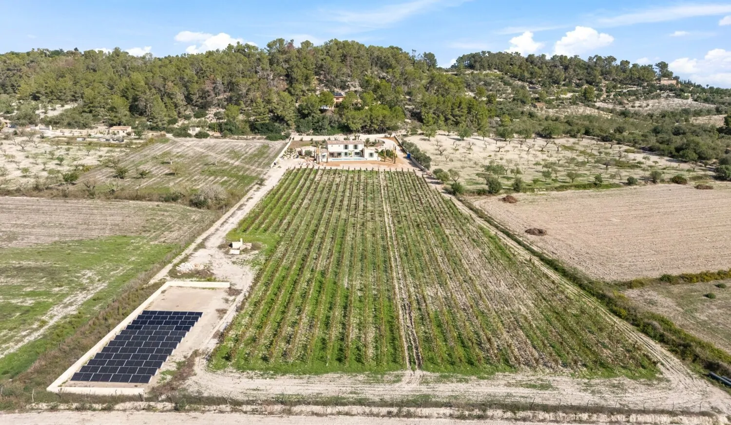Blick nach Norden mit Weinreben