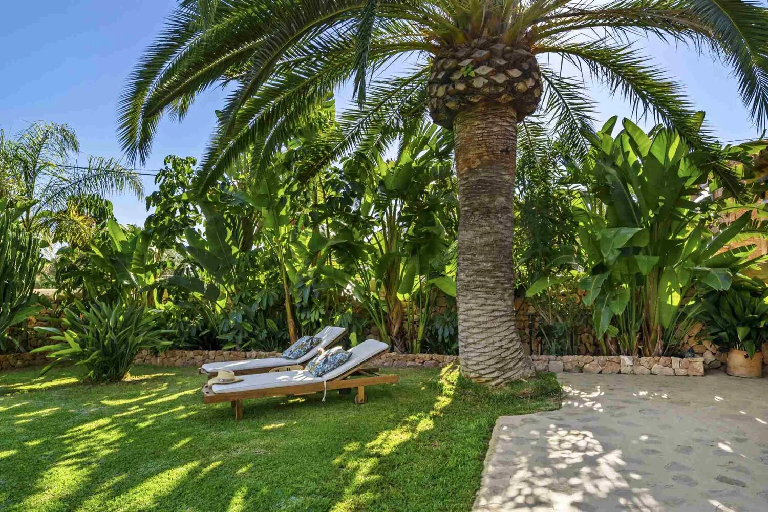 Palmera