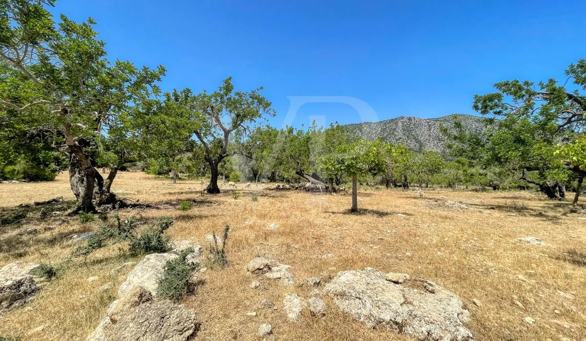 Große-rustikale-Finca-bei-Llubí