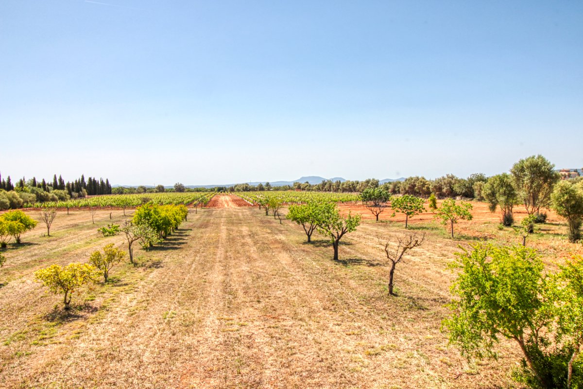 fantastische-finca-mit-rustikalem-haus-zu-renovieren-mit-verschiedenen-projekten-ausgezeichnetes-grundstück-obst-und-olivenbäume-in-binissalem