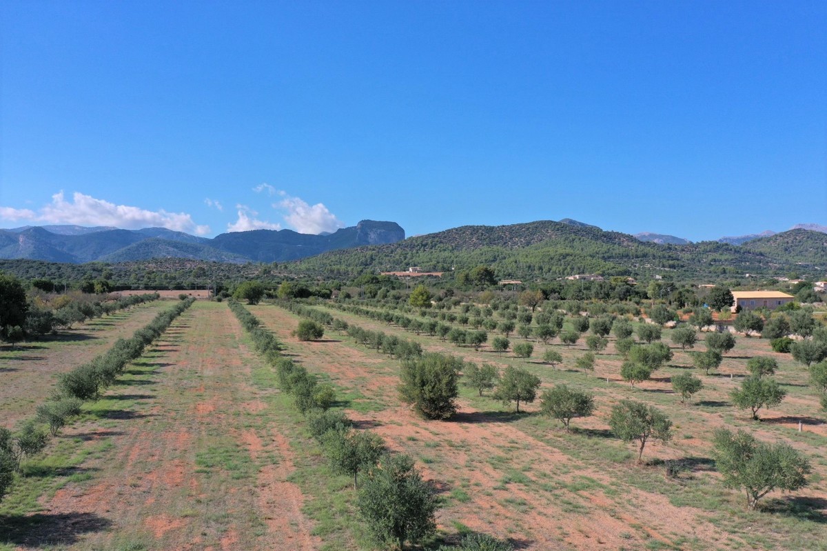 fantastische-finca-mit-rustikalem-haus-zu-renovieren-mit-verschiedenen-projekten-ausgezeichnetes-grundstück-obst-und-olivenbäume-in-binissalem