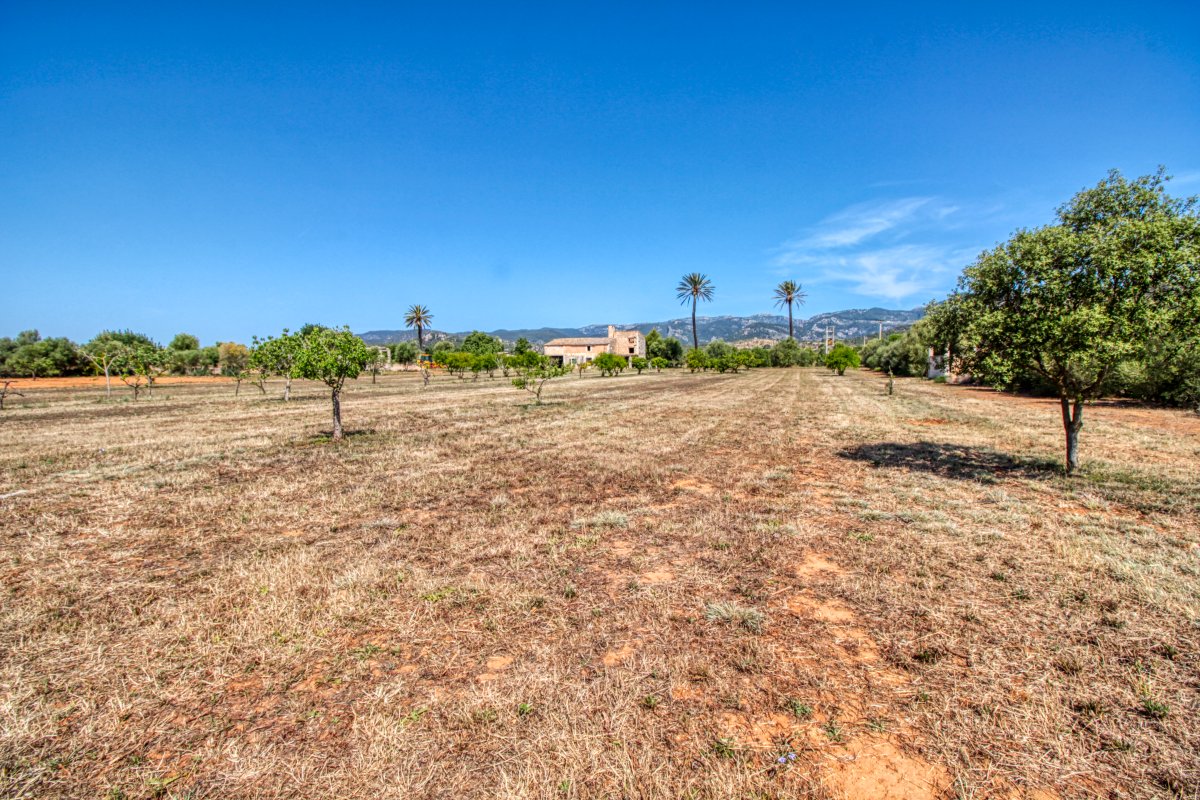 fantastische-finca-mit-rustikalem-haus-zu-renovieren-mit-verschiedenen-projekten-ausgezeichnetes-grundstück-obst-und-olivenbäume-in-binissalem