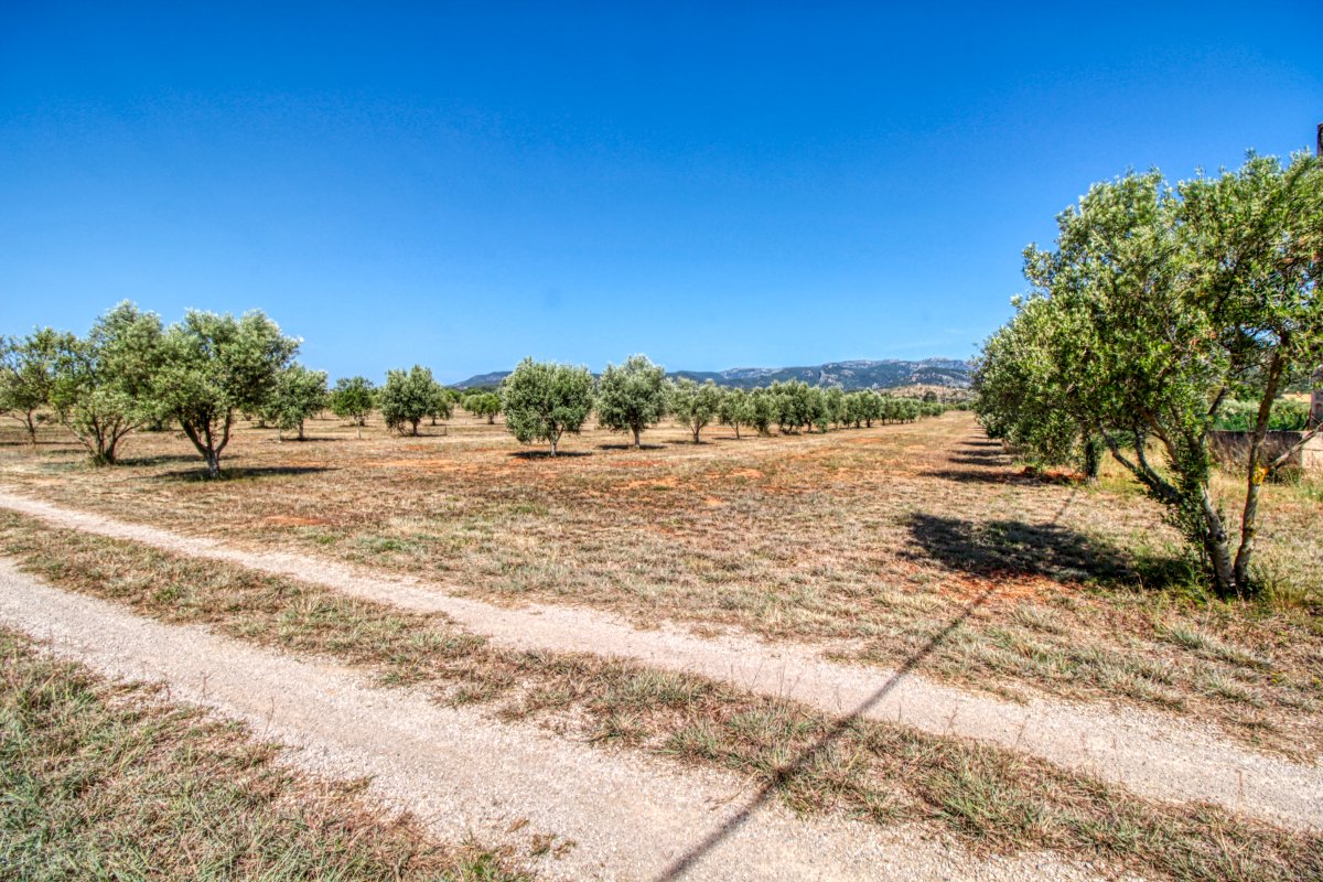 fantastische-finca-mit-rustikalem-haus-zu-renovieren-mit-verschiedenen-projekten-ausgezeichnetes-grundstück-obst-und-olivenbäume-in-binissalem