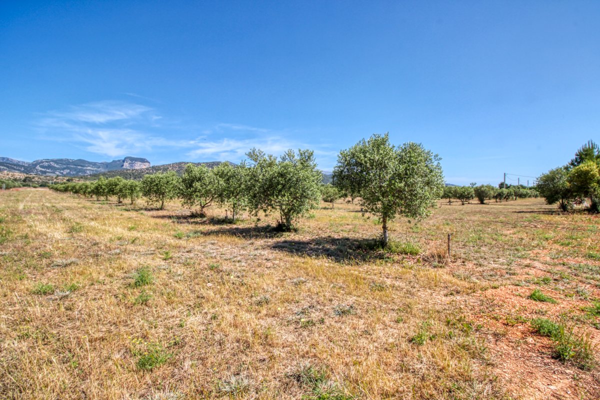 fantastische-finca-mit-rustikalem-haus-zu-renovieren-mit-verschiedenen-projekten-ausgezeichnetes-grundstück-obst-und-olivenbäume-in-binissalem