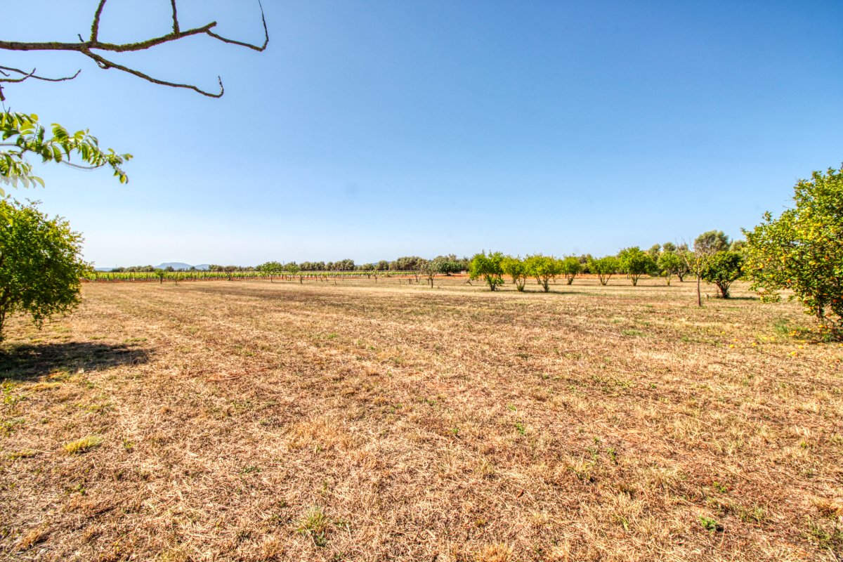 fantastische-finca-mit-rustikalem-haus-zu-renovieren-mit-verschiedenen-projekten-ausgezeichnetes-grundstück-obst-und-olivenbäume-in-binissalem