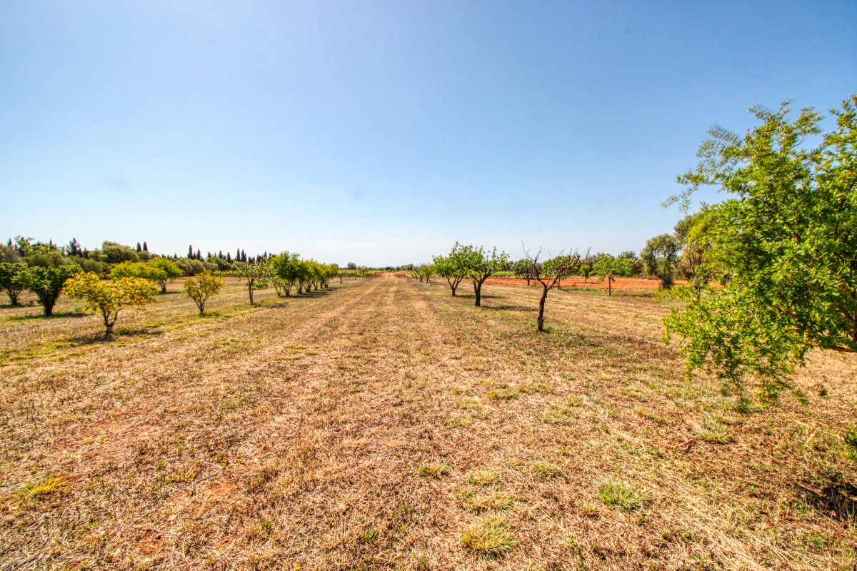 fantastische-finca-mit-rustikalem-haus-zu-renovieren-mit-verschiedenen-projekten-ausgezeichnetes-grundstück-obst-und-olivenbäume-in-binissalem