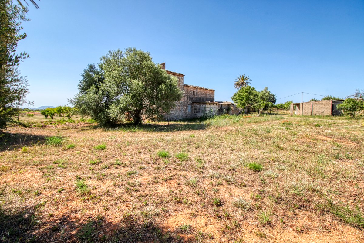 fantastic-finca-with-rustic-house-for-renovation-with-various-projects-excellent-plot-of-land-fruit-and-olive-trees-in-binissalem