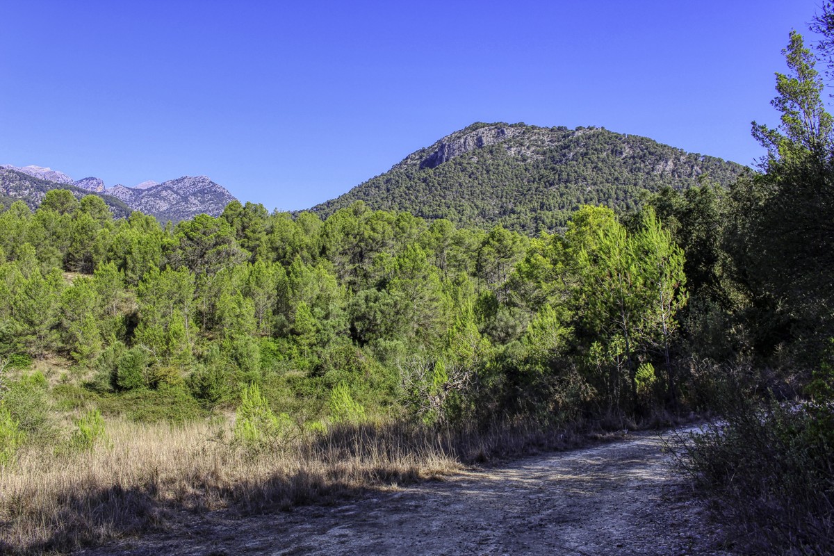 spektakuläres-baugrundstück-mit-zwei-brunnen-mit-der-möglichkeit-ein-haus-schwimmbad-und-weinberg-im-herzen-der-serra-de-tramuntana-mit-steineichen-kiefern-eigenbäumen-ullastres-in-der-gemeinde-selva-in-der-nähe-von-campanet-moscari-binibona