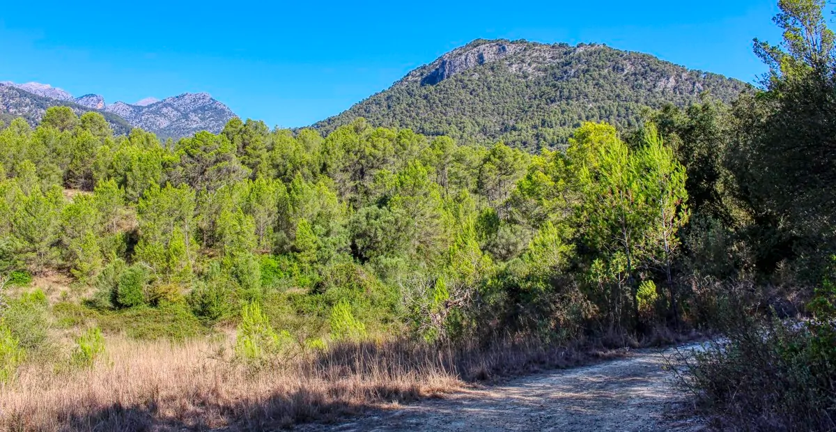 spektakuläres-baugrundstück-mit-zwei-brunnen-mit-der-möglichkeit-ein-haus-schwimmbad-und-weinberg-im-herzen-der-serra-de-tramuntana-mit-steineichen-kiefern-eigenbäumen-ullastres-in-der-gemeinde-selva-in-der-nähe-von-campanet-moscari-binibona