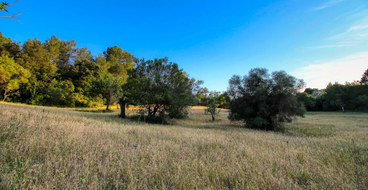spektakuläres-baugrundstück-mit-zwei-brunnen-mit-der-möglichkeit-ein-haus-schwimmbad-und-weinberg-im-herzen-der-serra-de-tramuntana-mit-steineichen-kiefern-eigenbäumen-ullastres-in-der-gemeinde-selva-in-der-nähe-von-campanet-moscari-binibona