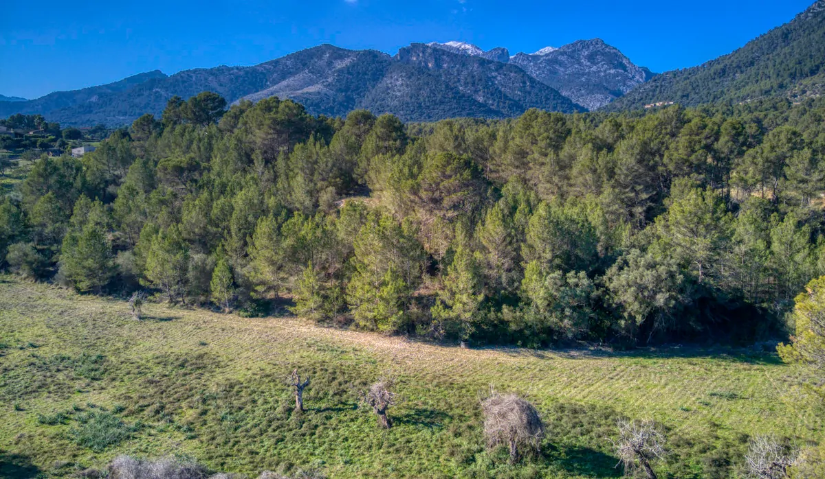 spektakuläres-baugrundstück-mit-zwei-brunnen-mit-der-möglichkeit-ein-haus-schwimmbad-und-weinberg-im-herzen-der-serra-de-tramuntana-mit-steineichen-kiefern-eigenbäumen-ullastres-in-der-gemeinde-selva-in-der-nähe-von-campanet-moscari-binibona