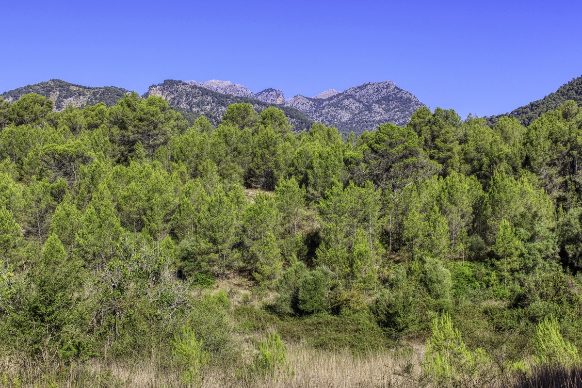 spektakuläres-baugrundstück-mit-zwei-brunnen-mit-der-möglichkeit-ein-haus-schwimmbad-und-weinberg-im-herzen-der-serra-de-tramuntana-mit-steineichen-kiefern-eigenbäumen-ullastres-in-der-gemeinde-selva-in-der-nähe-von-campanet-moscari-binibona