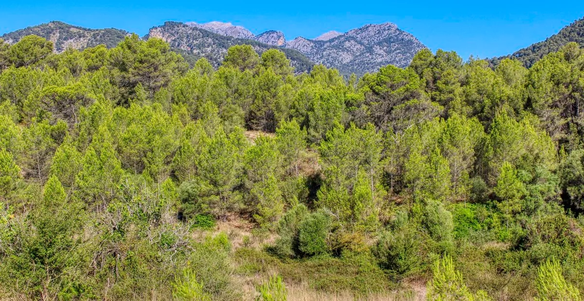 spektakuläres-baugrundstück-mit-zwei-brunnen-mit-der-möglichkeit-ein-haus-schwimmbad-und-weinberg-im-herzen-der-serra-de-tramuntana-mit-steineichen-kiefern-eigenbäumen-ullastres-in-der-gemeinde-selva-in-der-nähe-von-campanet-moscari-binibona