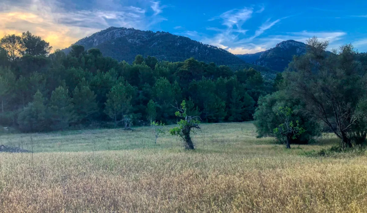 spektakuläres-baugrundstück-mit-zwei-brunnen-mit-der-möglichkeit-ein-haus-schwimmbad-und-weinberg-im-herzen-der-serra-de-tramuntana-mit-steineichen-kiefern-eigenbäumen-ullastres-in-der-gemeinde-selva-in-der-nähe-von-campanet-moscari-binibona