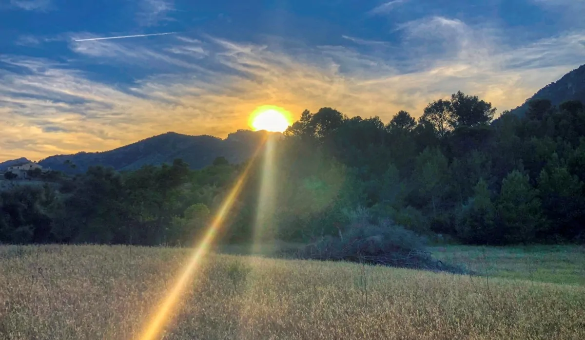 spektakuläres-baugrundstück-mit-zwei-brunnen-mit-der-möglichkeit-ein-haus-schwimmbad-und-weinberg-im-herzen-der-serra-de-tramuntana-mit-steineichen-kiefern-eigenbäumen-ullastres-in-der-gemeinde-selva-in-der-nähe-von-campanet-moscari-binibona