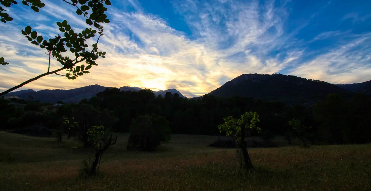 spektakuläres-baugrundstück-mit-zwei-brunnen-mit-der-möglichkeit-ein-haus-schwimmbad-und-weinberg-im-herzen-der-serra-de-tramuntana-mit-steineichen-kiefern-eigenbäumen-ullastres-in-der-gemeinde-selva-in-der-nähe-von-campanet-moscari-binibona