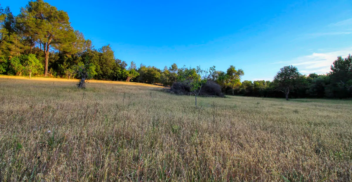 spektakuläres-baugrundstück-mit-zwei-brunnen-mit-der-möglichkeit-ein-haus-schwimmbad-und-weinberg-im-herzen-der-serra-de-tramuntana-mit-steineichen-kiefern-eigenbäumen-ullastres-in-der-gemeinde-selva-in-der-nähe-von-campanet-moscari-binibona