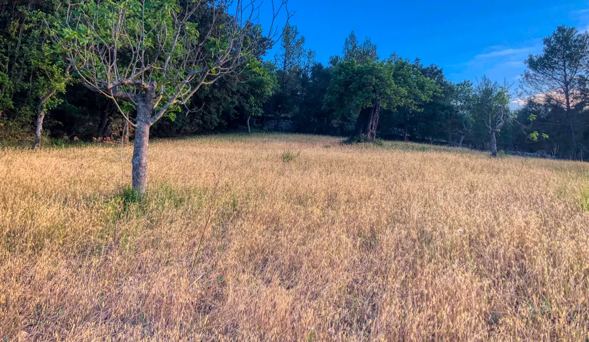 spektakuläres-baugrundstück-mit-zwei-brunnen-mit-der-möglichkeit-ein-haus-schwimmbad-und-weinberg-im-herzen-der-serra-de-tramuntana-mit-steineichen-kiefern-eigenbäumen-ullastres-in-der-gemeinde-selva-in-der-nähe-von-campanet-moscari-binibona