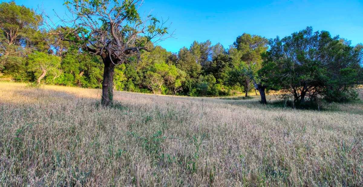 spektakuläres-baugrundstück-mit-zwei-brunnen-mit-der-möglichkeit-ein-haus-schwimmbad-und-weinberg-im-herzen-der-serra-de-tramuntana-mit-steineichen-kiefern-eigenbäumen-ullastres-in-der-gemeinde-selva-in-der-nähe-von-campanet-moscari-binibona