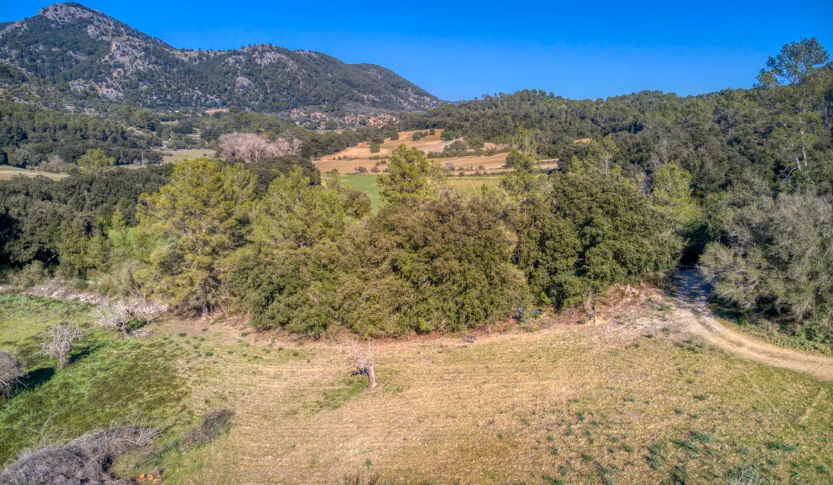 spektakuläres-baugrundstück-mit-zwei-brunnen-mit-der-möglichkeit-ein-haus-schwimmbad-und-weinberg-im-herzen-der-serra-de-tramuntana-mit-steineichen-kiefern-eigenbäumen-ullastres-in-der-gemeinde-selva-in-der-nähe-von-campanet-moscari-binibona