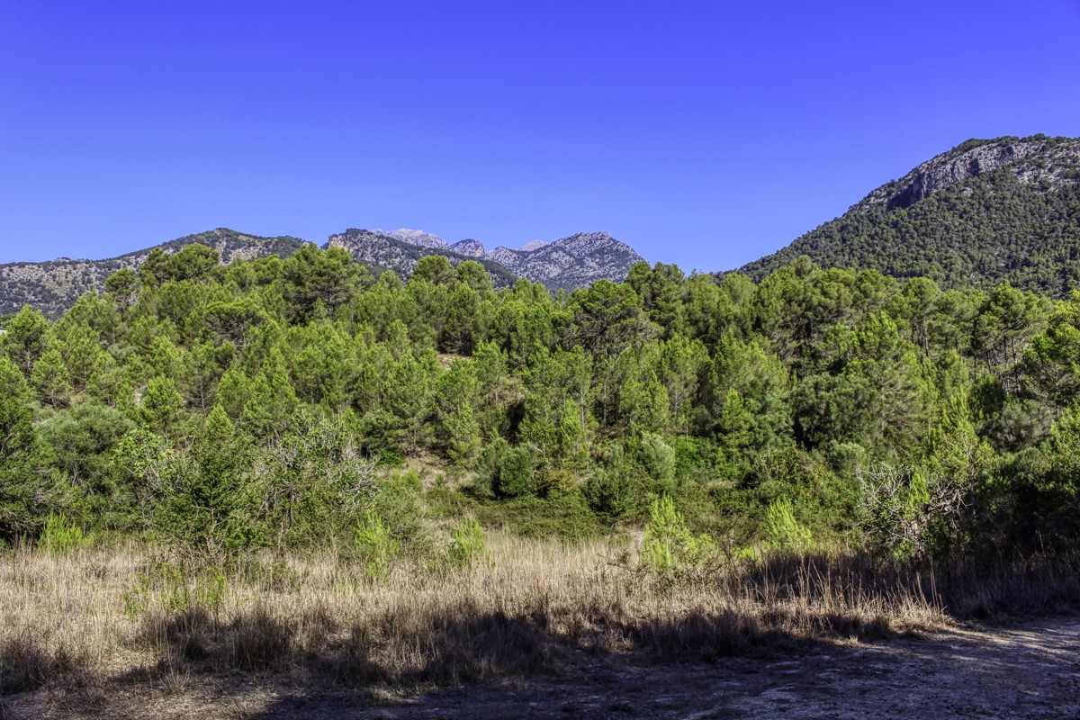 spektakuläres-baugrundstück-mit-zwei-brunnen-mit-der-möglichkeit-ein-haus-schwimmbad-und-weinberg-im-herzen-der-serra-de-tramuntana-mit-steineichen-kiefern-eigenbäumen-ullastres-in-der-gemeinde-selva-in-der-nähe-von-campanet-moscari-binibona