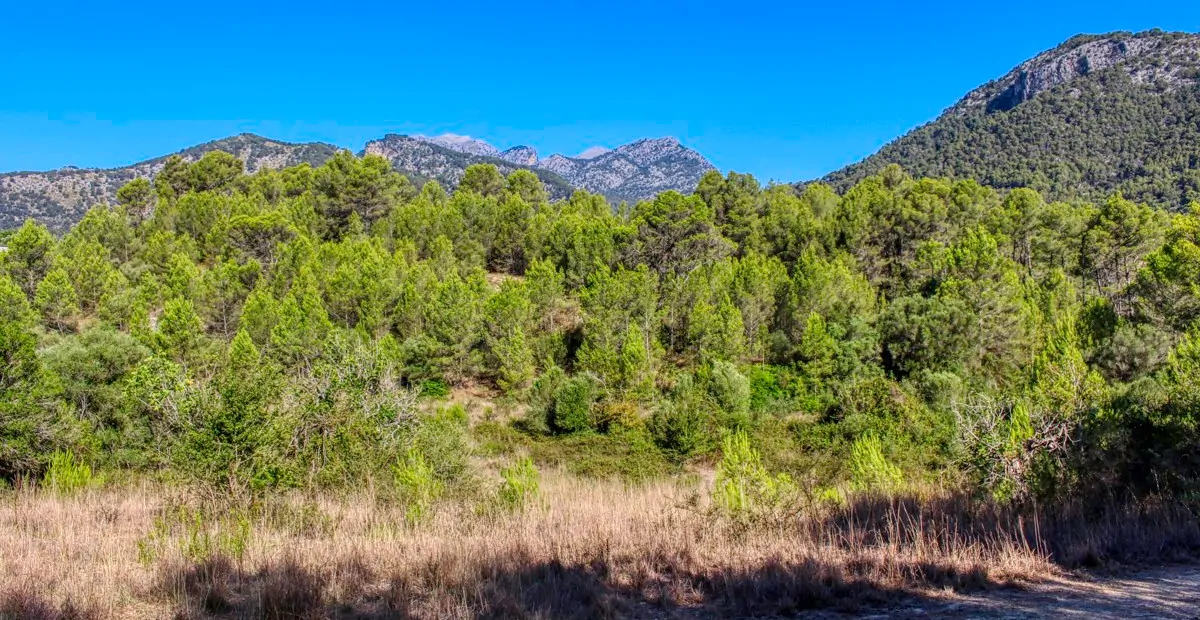 spektakuläres-baugrundstück-mit-zwei-brunnen-mit-der-möglichkeit-ein-haus-schwimmbad-und-weinberg-im-herzen-der-serra-de-tramuntana-mit-steineichen-kiefern-eigenbäumen-ullastres-in-der-gemeinde-selva-in-der-nähe-von-campanet-moscari-binibona