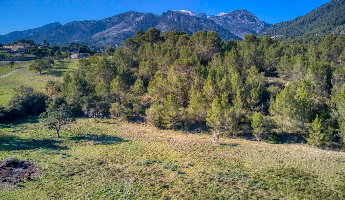 spektakuläres-baugrundstück-mit-zwei-brunnen-mit-der-möglichkeit-ein-haus-schwimmbad-und-weinberg-im-herzen-der-serra-de-tramuntana-mit-steineichen-kiefern-eigenbäumen-ullastres-in-der-gemeinde-selva-in-der-nähe-von-campanet-moscari-binibona