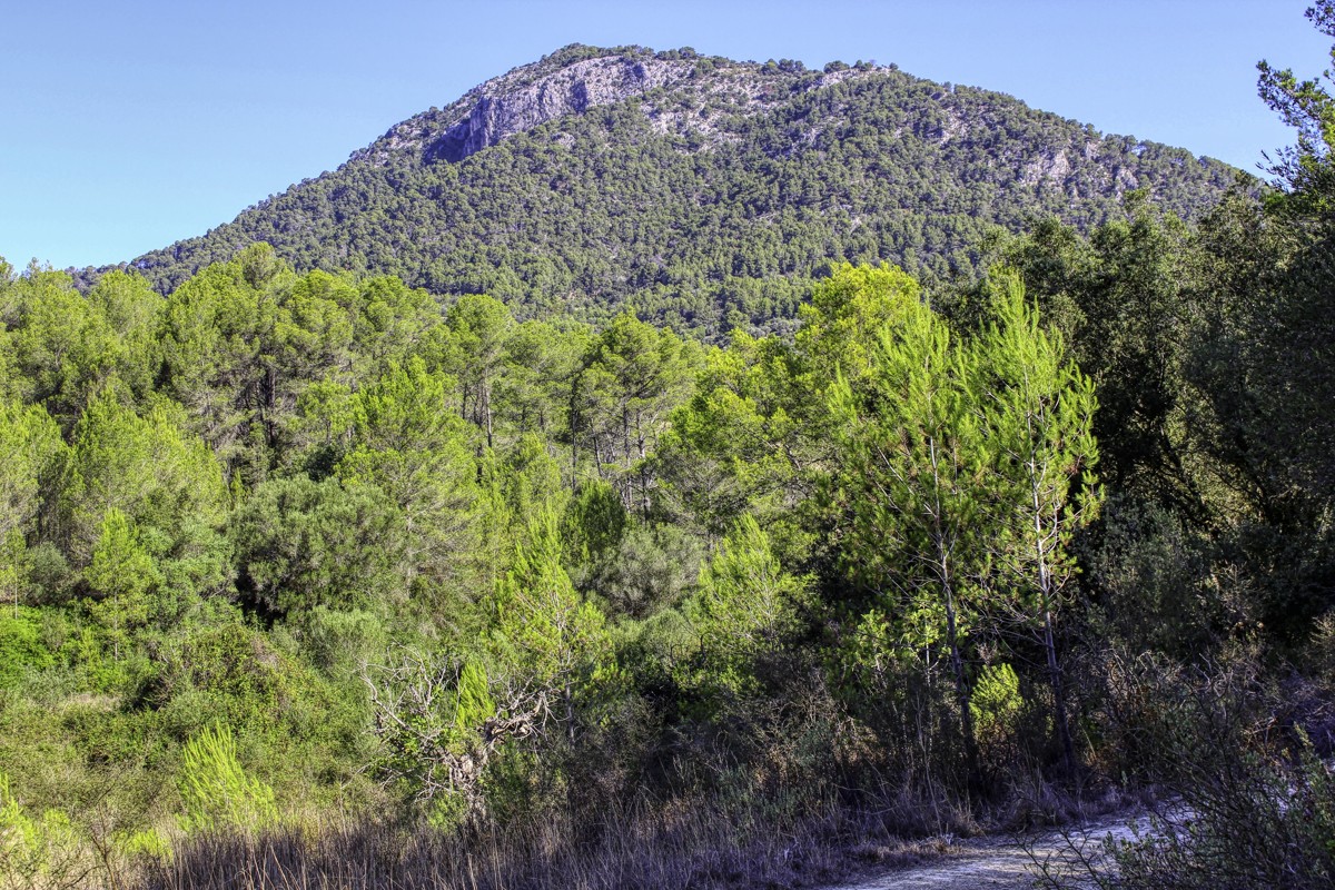 spektakuläres-baugrundstück-mit-zwei-brunnen-mit-der-möglichkeit-ein-haus-schwimmbad-und-weinberg-im-herzen-der-serra-de-tramuntana-mit-steineichen-kiefern-eigenbäumen-ullastres-in-der-gemeinde-selva-in-der-nähe-von-campanet-moscari-binibona