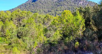 von_poll_real_estate_property_ES212978_image_11