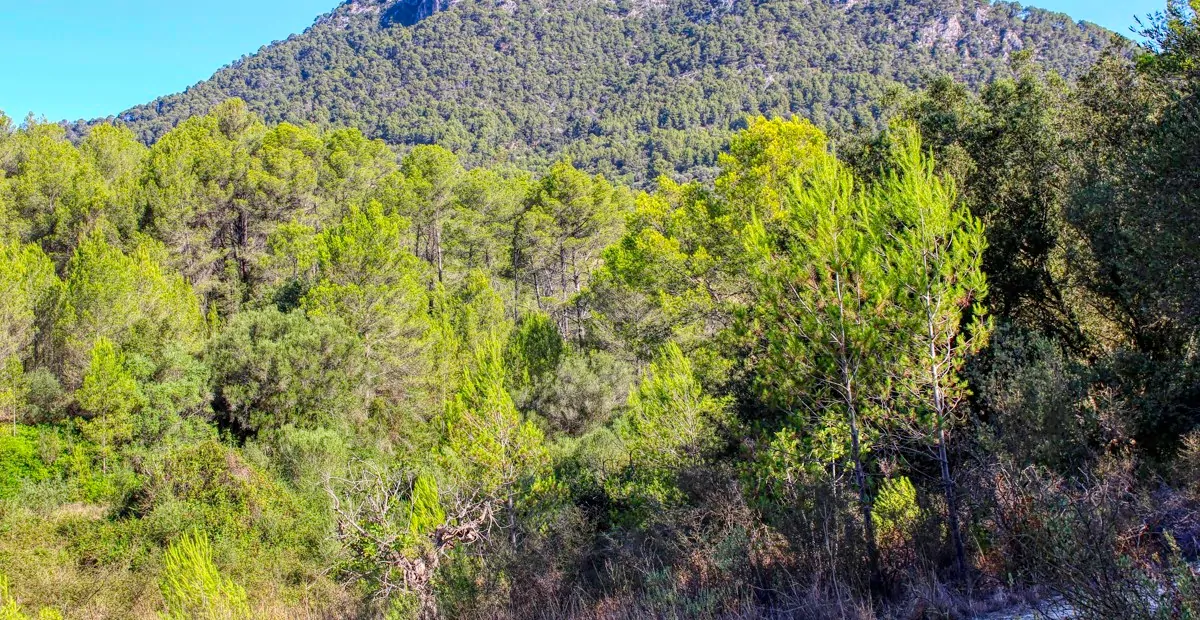 spektakuläres-baugrundstück-mit-zwei-brunnen-mit-der-möglichkeit-ein-haus-schwimmbad-und-weinberg-im-herzen-der-serra-de-tramuntana-mit-steineichen-kiefern-eigenbäumen-ullastres-in-der-gemeinde-selva-in-der-nähe-von-campanet-moscari-binibona