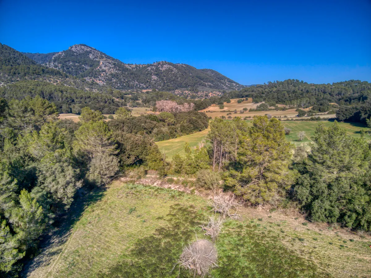 spettacolare-terreno-edificabile-con-due-pozzi-con-la-possibilità-di-una-casa-piscina-e-vigneto-nel-cuore-della-Serra-de-tramuntana-con-lecci-pini-fichi-ullastres-nel-comune-di-selva-vicino-a-campanet-moscari-binibona