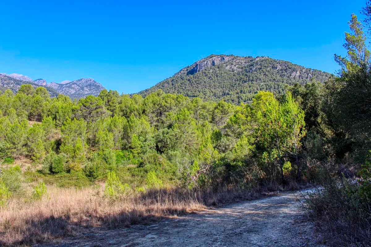 spettacolare-terreno-edificabile-con-due-pozzi-con-la-possibilità-di-una-casa-piscina-e-vigneto-nel-cuore-della-Serra-de-tramuntana-con-lecci-pini-fichi-ullastres-nel-comune-di-selva-vicino-a-campanet-moscari-binibona
