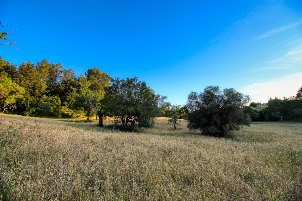 spettacolare-terreno-edificabile-con-due-pozzi-con-la-possibilità-di-una-casa-piscina-e-vigneto-nel-cuore-della-Serra-de-tramuntana-con-lecci-pini-fichi-ullastres-nel-comune-di-selva-vicino-a-campanet-moscari-binibona