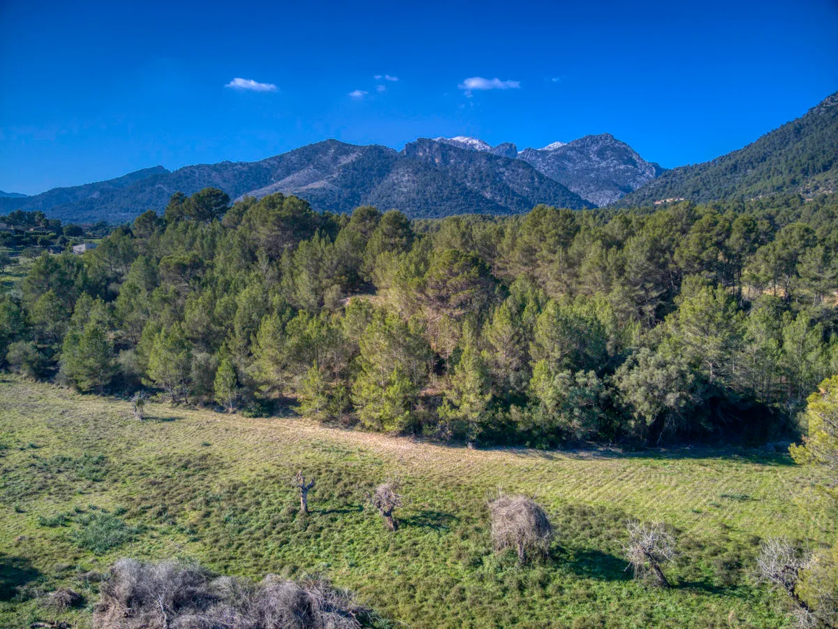 spettacolare-terreno-edificabile-con-due-pozzi-con-la-possibilità-di-una-casa-piscina-e-vigneto-nel-cuore-della-Serra-de-tramuntana-con-lecci-pini-fichi-ullastres-nel-comune-di-selva-vicino-a-campanet-moscari-binibona