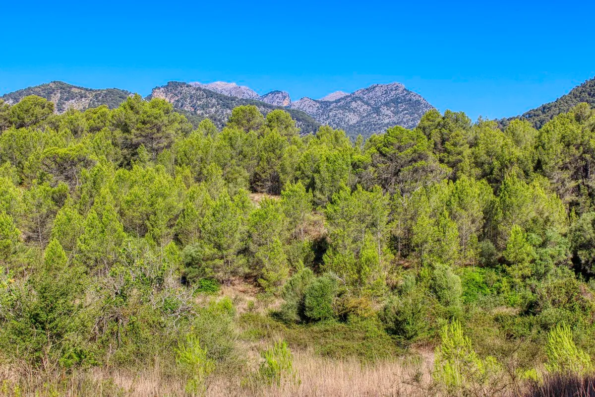 spettacolare-terreno-edificabile-con-due-pozzi-con-la-possibilità-di-una-casa-piscina-e-vigneto-nel-cuore-della-Serra-de-tramuntana-con-lecci-pini-fichi-ullastres-nel-comune-di-selva-vicino-a-campanet-moscari-binibona