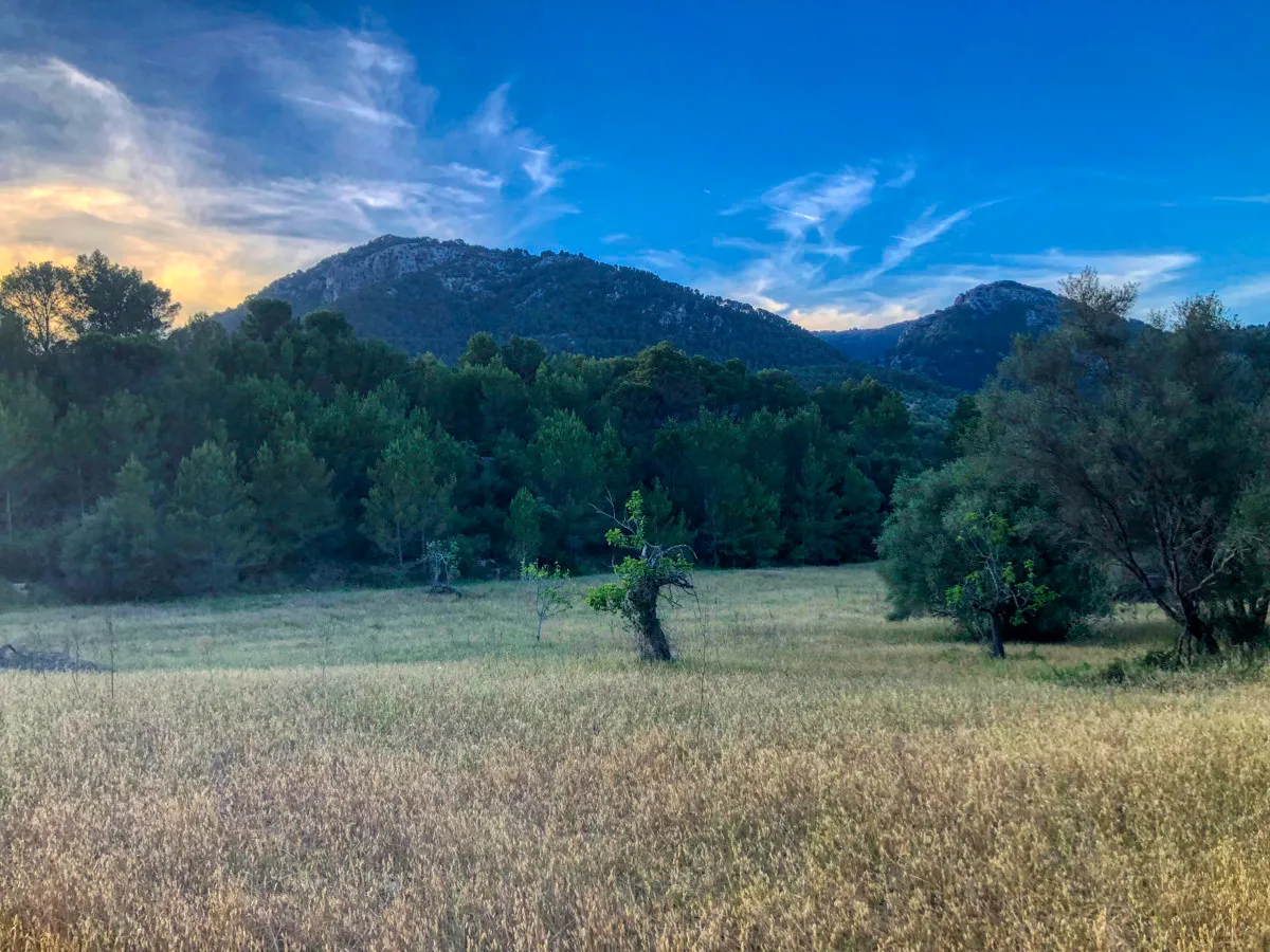 spettacolare-terreno-edificabile-con-due-pozzi-con-la-possibilità-di-una-casa-piscina-e-vigneto-nel-cuore-della-Serra-de-tramuntana-con-lecci-pini-fichi-ullastres-nel-comune-di-selva-vicino-a-campanet-moscari-binibona