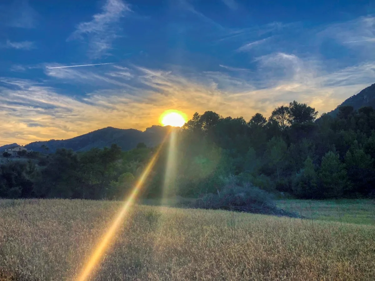 spettacolare-terreno-edificabile-con-due-pozzi-con-la-possibilità-di-una-casa-piscina-e-vigneto-nel-cuore-della-Serra-de-tramuntana-con-lecci-pini-fichi-ullastres-nel-comune-di-selva-vicino-a-campanet-moscari-binibona