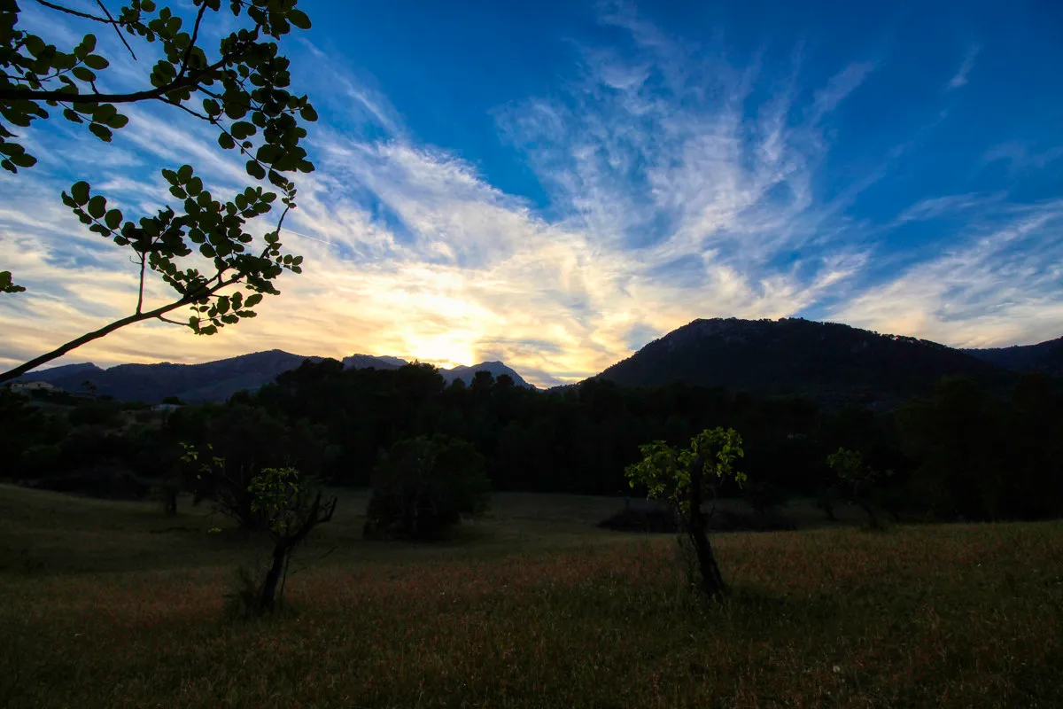 spettacolare-terreno-edificabile-con-due-pozzi-con-la-possibilità-di-una-casa-piscina-e-vigneto-nel-cuore-della-Serra-de-tramuntana-con-lecci-pini-fichi-ullastres-nel-comune-di-selva-vicino-a-campanet-moscari-binibona