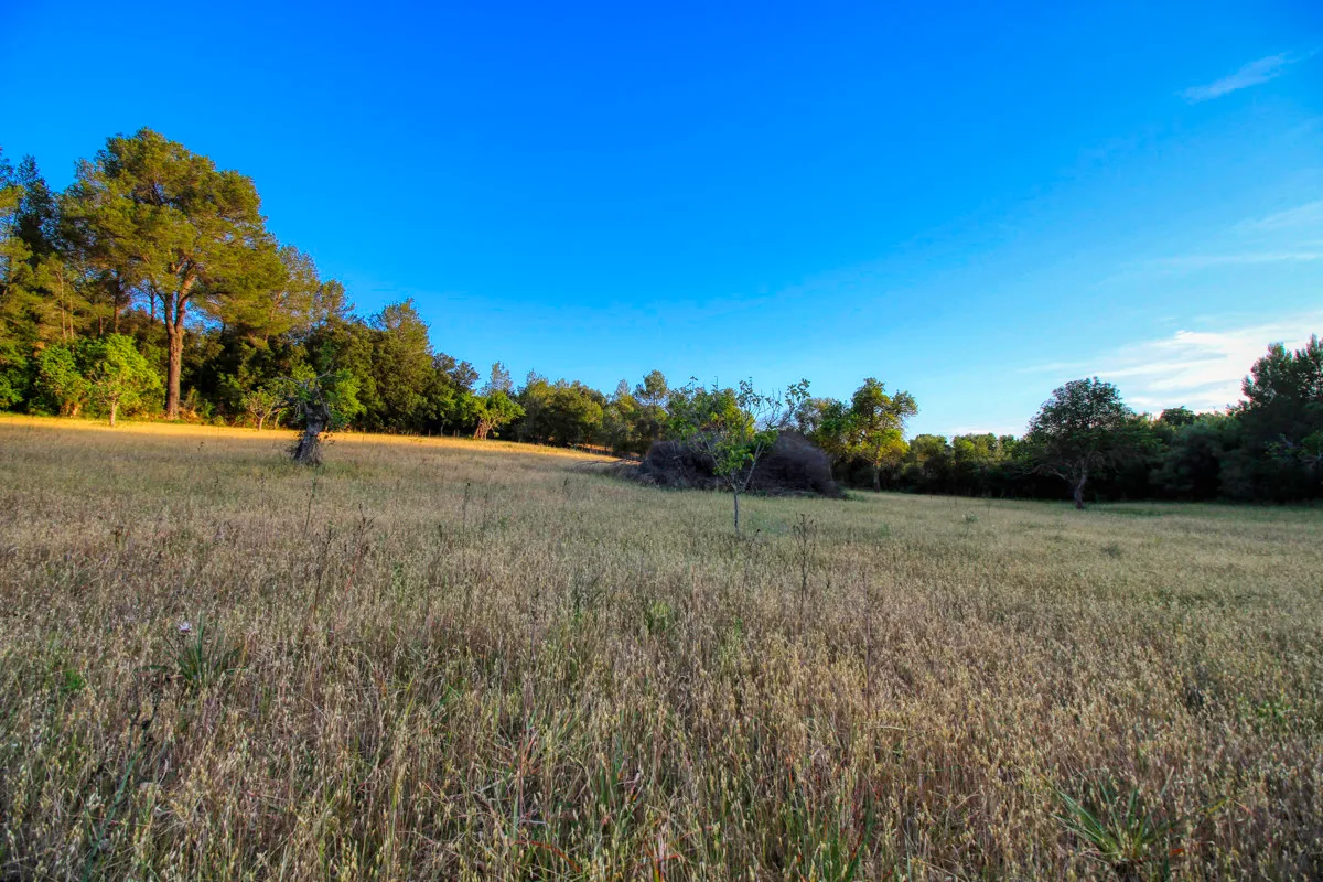 spettacolare-terreno-edificabile-con-due-pozzi-con-la-possibilità-di-una-casa-piscina-e-vigneto-nel-cuore-della-Serra-de-tramuntana-con-lecci-pini-fichi-ullastres-nel-comune-di-selva-vicino-a-campanet-moscari-binibona